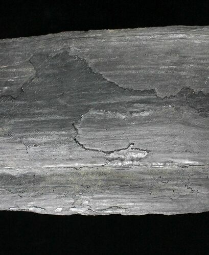 / Long Calamites Trunk Section - West Virginia #28551
